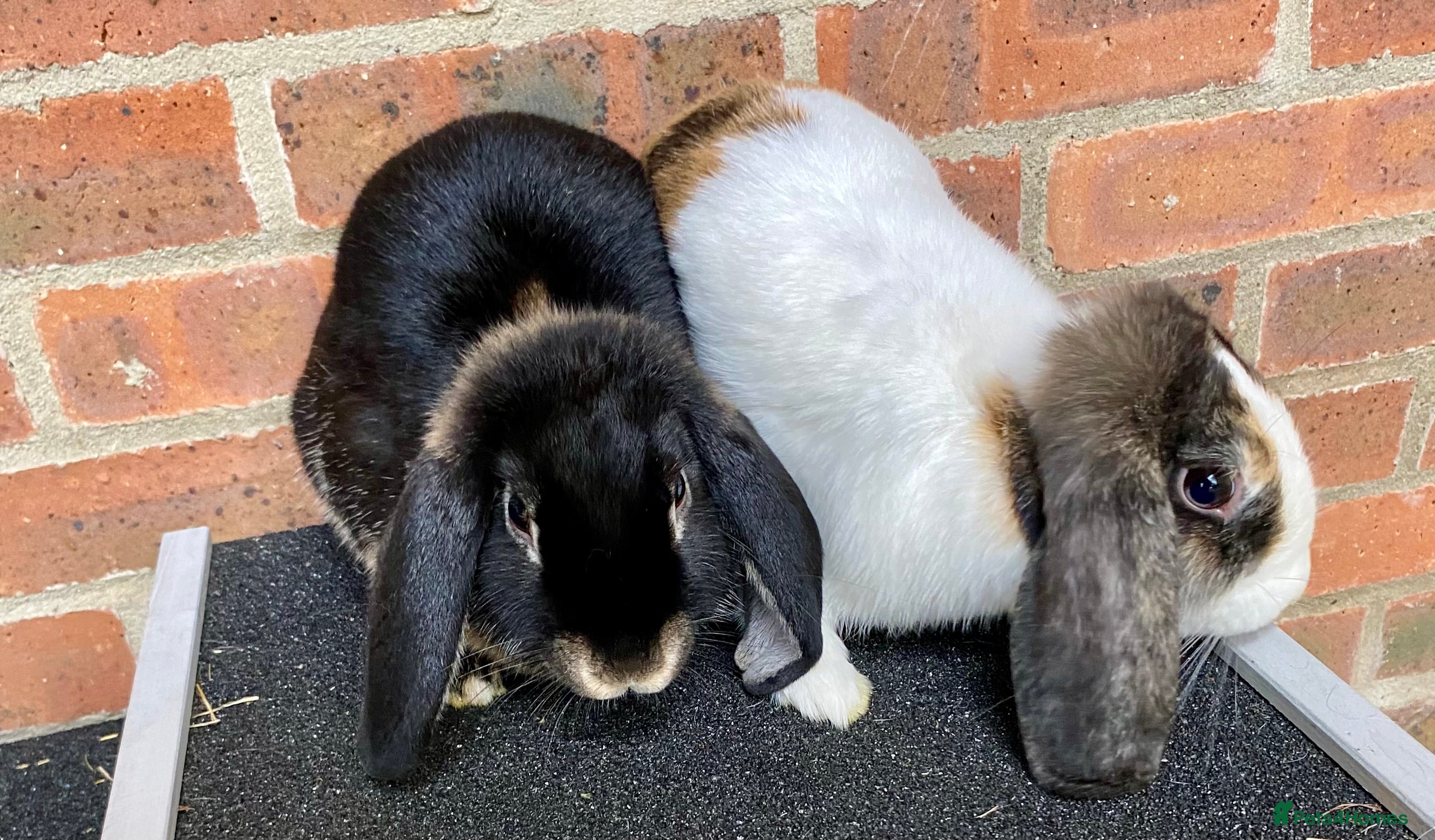 Mini Lop rabbits 2 sweet bonded mini lop sisters £25 each. - Advert 1