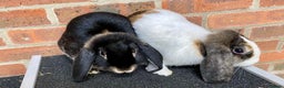Mini Lop rabbits for sale: 2 sweet bonded mini lop sisters £25 each. - Advert 1
