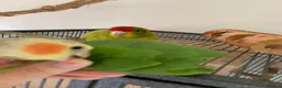 Parakeets birds for sale: Cockatiel & Kakariki Hand Reared! - Advert 8