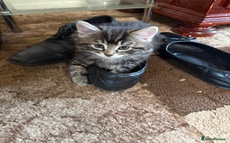 Mixed Breed cats for sale: 🐾 Free Kittens Looking for Loving Homes 🐾 - Image 12
