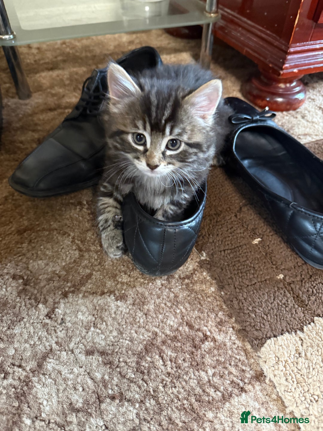 Mixed Breed cats for sale: 🐾 Free Kittens Looking for Loving Homes 🐾 - Image 12