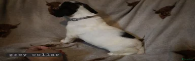 English Springer Spaniel 8