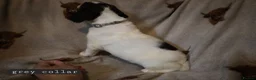 English Springer Spaniel dogs for sale: English Springer Spaniel Pups Working / House pets in Cleator Moor - Advert 7