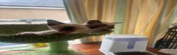 Siamese cats for sale: Siamese kittens  - Advert 5