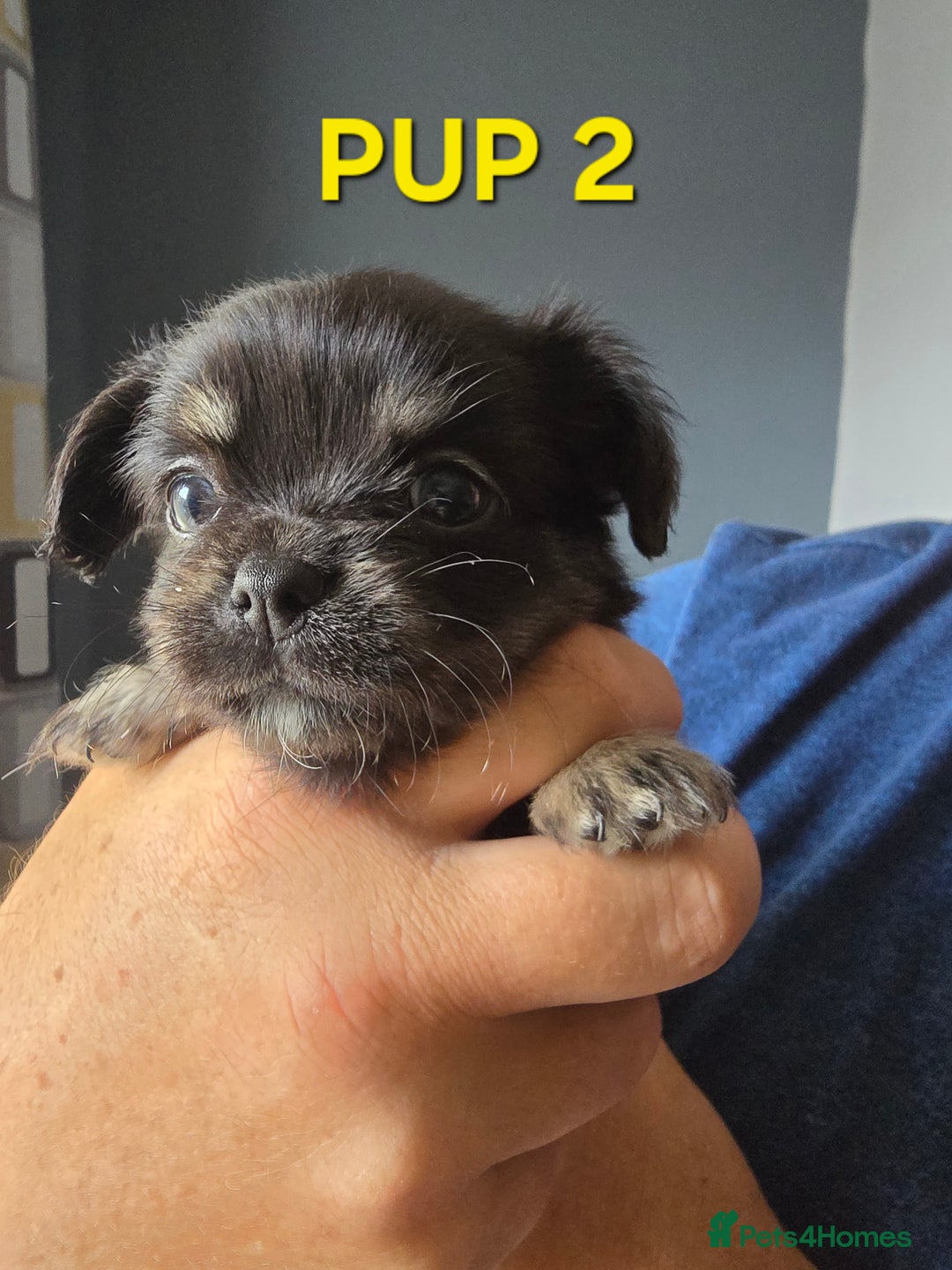 Chihuahua dogs for sale: Beautiful small.long haired chihuahua boys - Image 6
