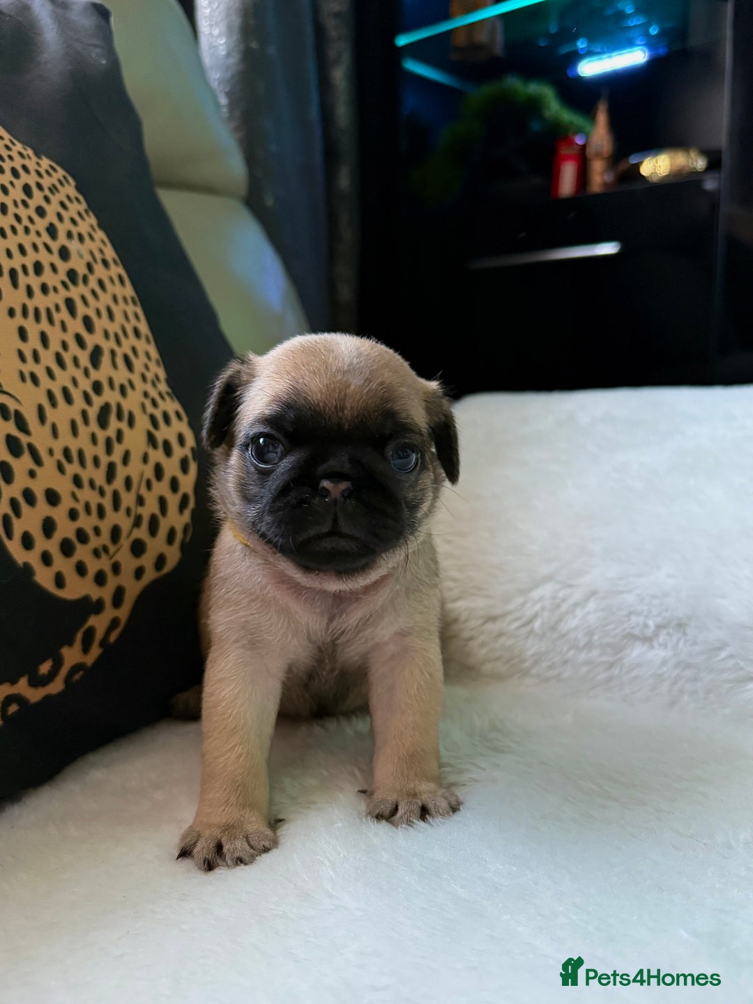 Pug dogs for sale: Cute Pug Puppies Looking for a New Home! ✨ - Advert 10