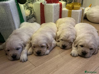 Golden Retriever dogs KC ADDORABLE CUTE GOLDEN RETRIEVER PUPPIES - Advert 4