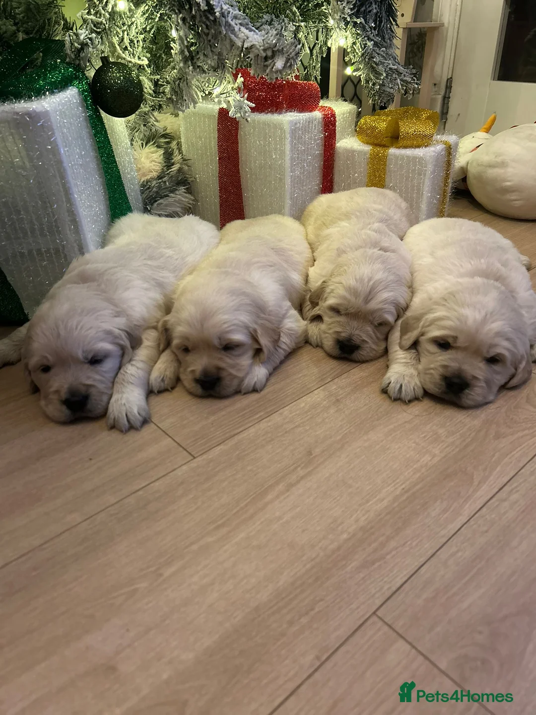 Golden Retriever dogs for sale: KC ADDORABLE CUTE GOLDEN RETRIEVER PUPPIES - Advert 1