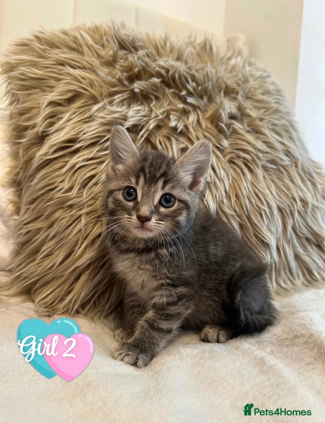 Mixed Breed cats for sale: Blue bengal kittens 🐈‍⬛🏠 - Advert 19