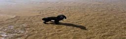 Cocker Spaniel dogs for stud: Stud Working Cocker Spaniel KC Registered  - Advert 4