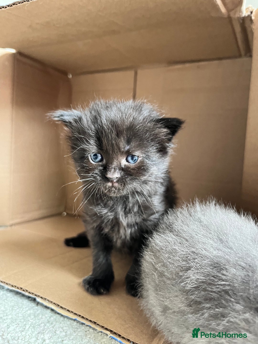 Ragcoon cats for sale: Ragcoons (Ragdoll x Mainecoon)  - Image 9