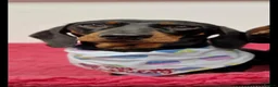 Miniature Dachshund dogs for sale: Kc reg, health tested,miniature dachshund puppies  - Advert 16
