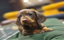 Miniature Dachshund dogs for sale: Three superb girls available NOW - Image 3