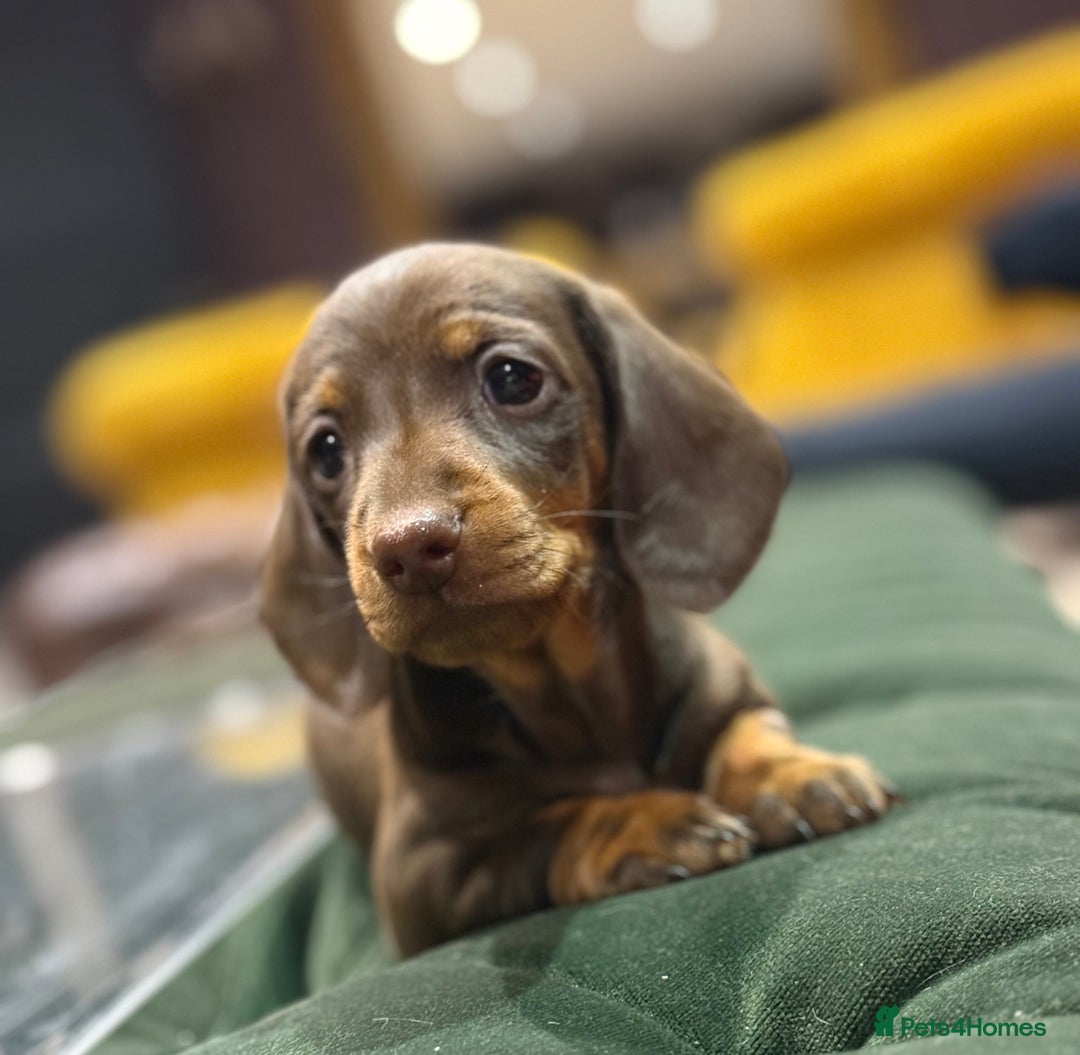 Miniature Dachshund dogs for sale: Three superb girls available NOW - Image 3