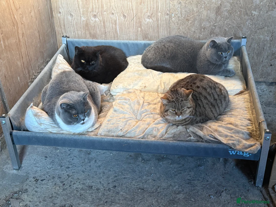 British Shorthair cats for sale: ❤️ Gentle Adult BSH Cats Searching for a Home ❤️ - Advert 4