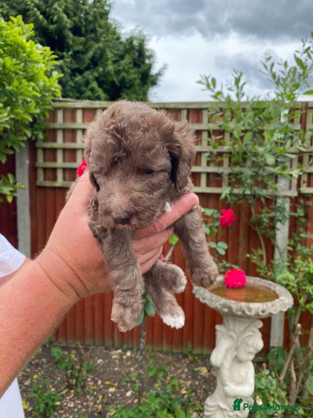 Bedlington Terrier dogs for sale: Bedlington Terrier puppies for sale in Hertford - Image 5