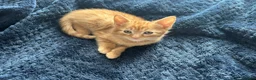 Mixed Breed cats for sale: Kitten ginger male 💙 - Advert 5