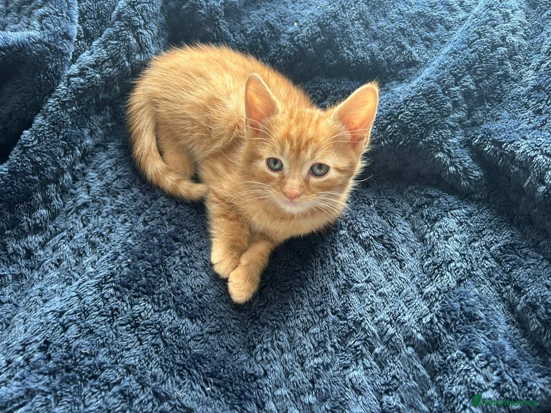 Mixed Breed cats for sale: Kitten ginger male 💙 - Advert 5