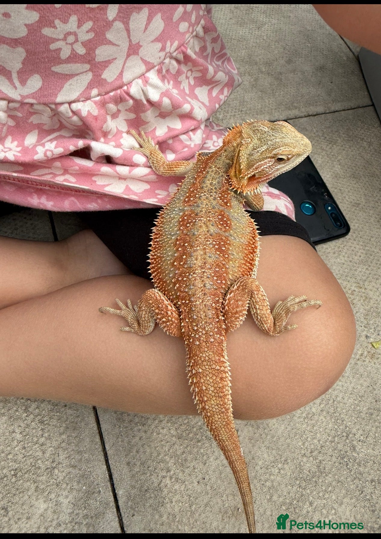 Bearded Dragon reptiles Bearded Dragon - Advert 11