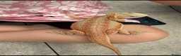 Bearded Dragon reptiles for sale: Bearded Dragon - Advert 1