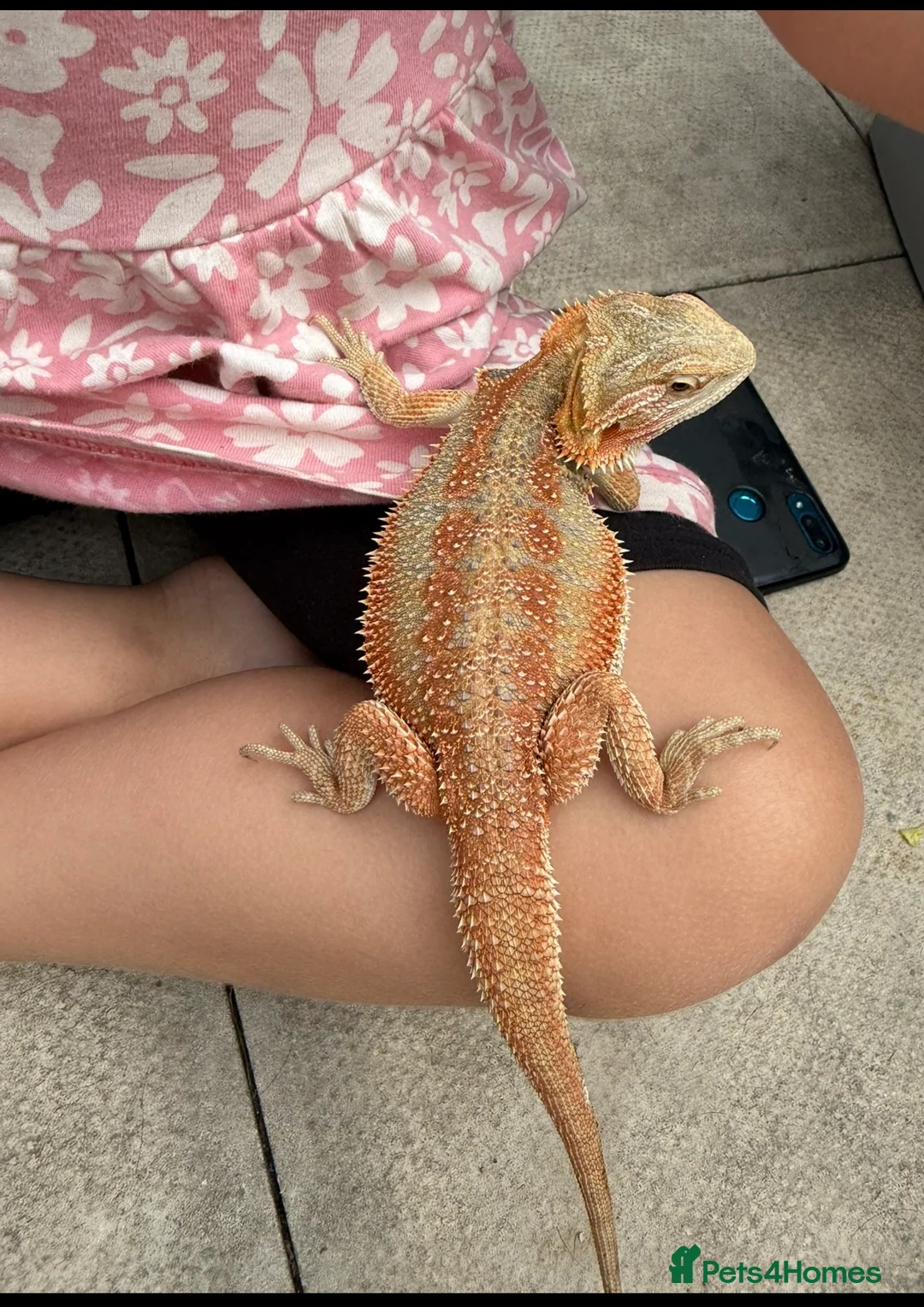 Bearded Dragon reptiles for sale: Bearded Dragon - Advert 1