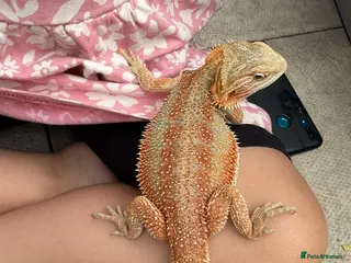 Bearded Dragon reptiles Bearded Dragon - Advert 5
