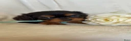 Cavalier King Charles Spaniel dogs for sale: Beautiful Cavalier King Charles puppies - Advert 8