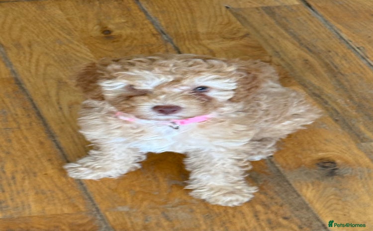 Poochon dogs - Advert 1