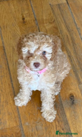 Poochon dogs - Advert 1