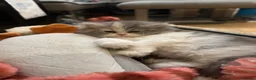 Persian cats for sale: Only 2 gorgeous female persian chinchill left now  - Advert 6
