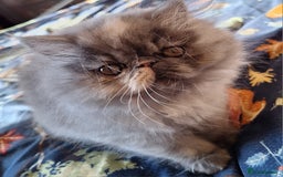 Persian cats for sale: Beautiful  pure bred blue/cream female persian  - Advert 3
