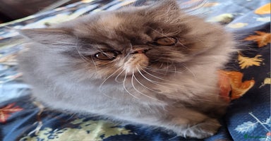 Persian cats Beautiful  pure bred blue/cream female persian  - Advert 3