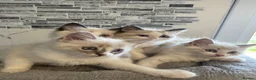 Ragdoll cats for sale: Stunning Ragdoll kittens - Advert 9