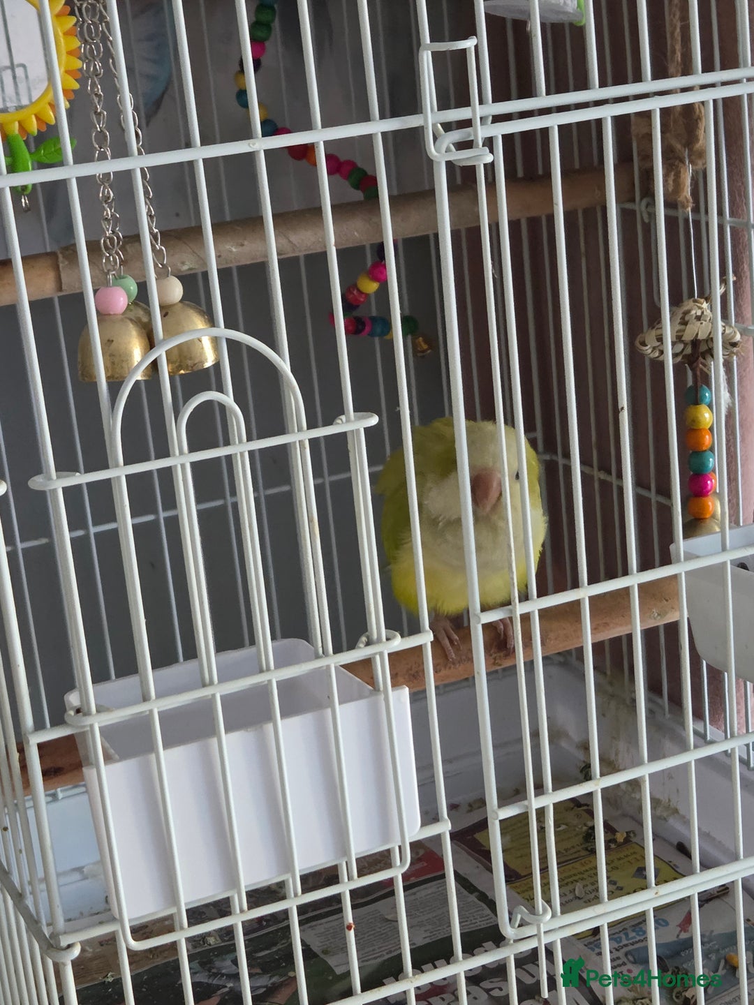 Parakeets birds for sale: Opaline Quaker parrot - Image 4