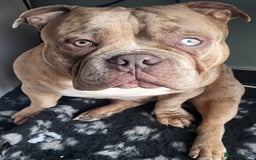 American Bully dogs for stud:  Lilac Merle Pocket Bully stud 🔥 - Advert 3