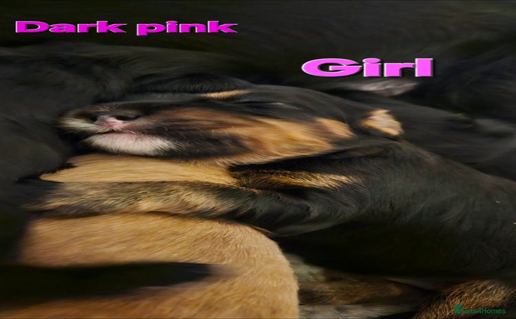 Mixed Breed dogs - Advert 15