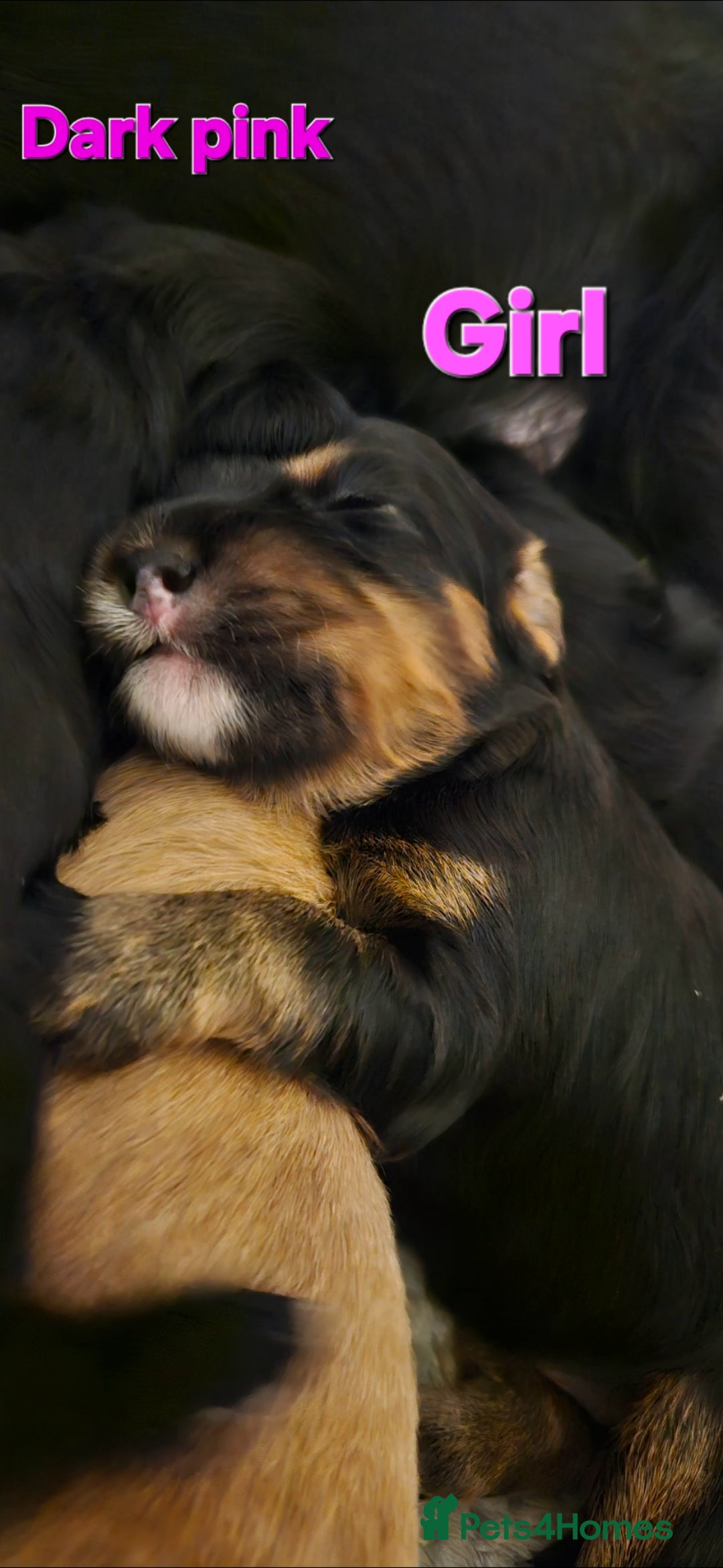 Mixed Breed dogs for sale: Cockapoo crossed lab - Image 1