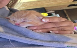 British Shorthair cats for sale: 4 kittens - Image 1