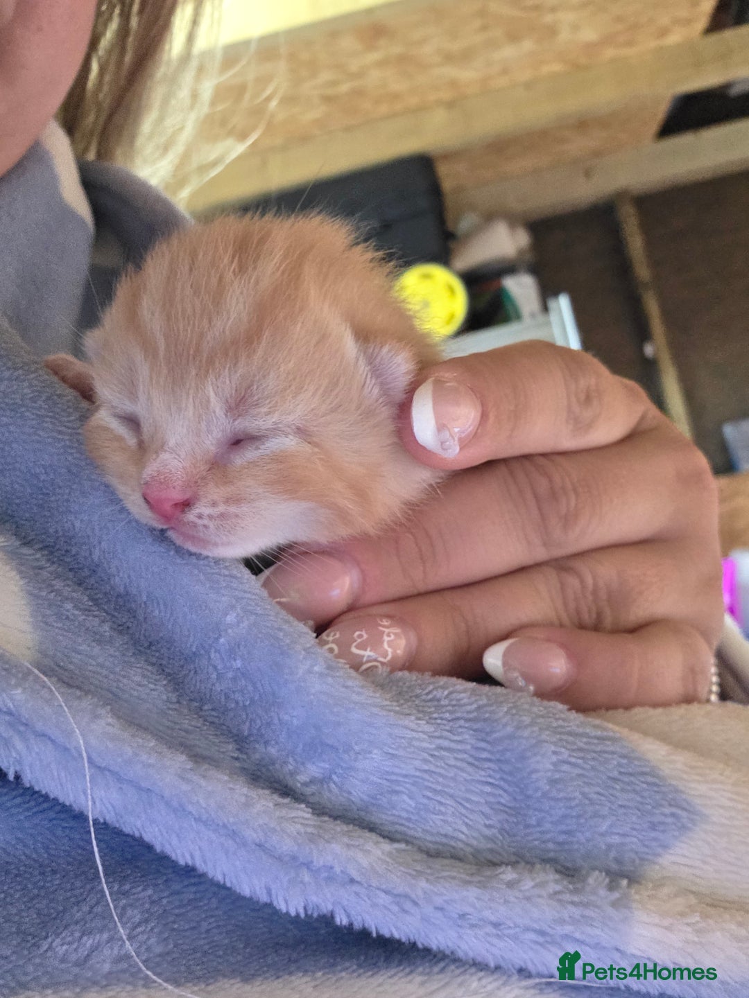 British Shorthair cats for sale: 4 kittens - Image 1