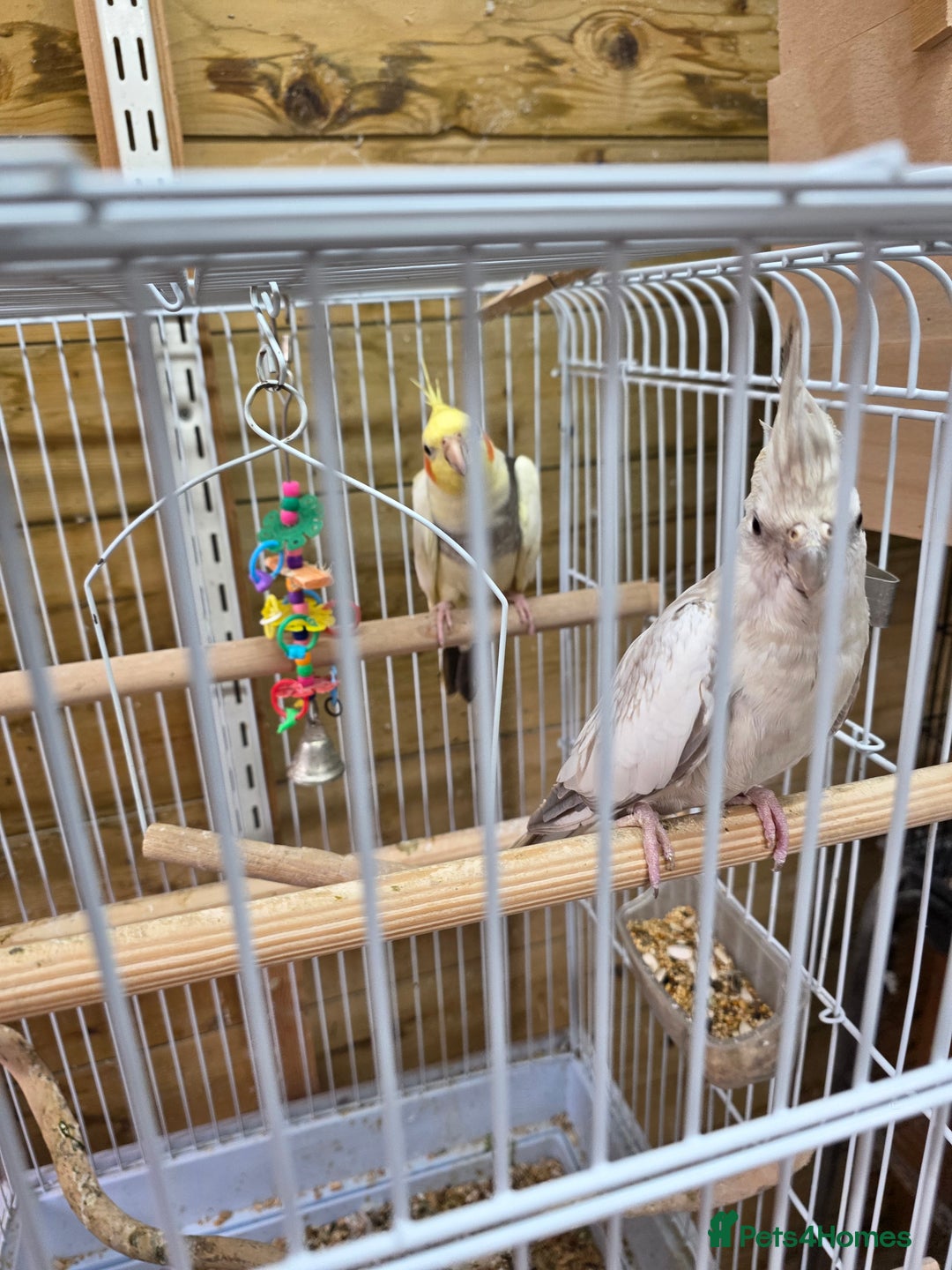 Cockatiels birds for sale: Breeding pair Tame Cockatiels - Image 6