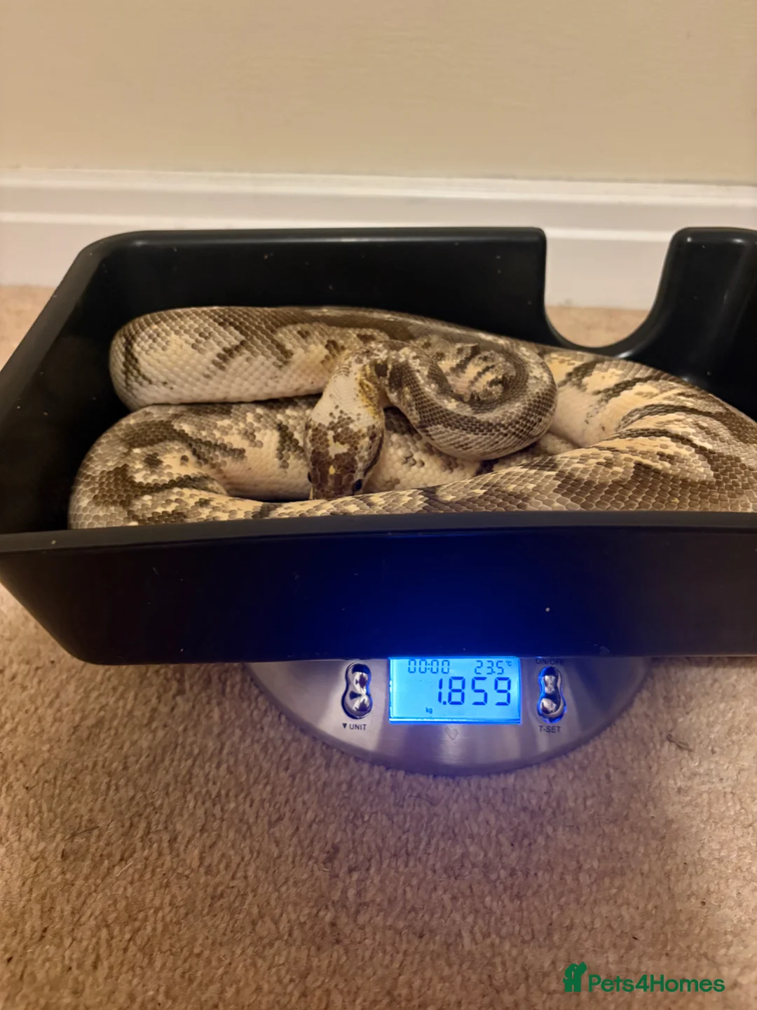 Python Snake reptiles for sale: Make royal python  - Advert 2