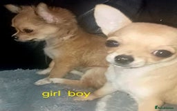Chihuahua dogs for sale: Chihuahua fluff balls  - Image 3