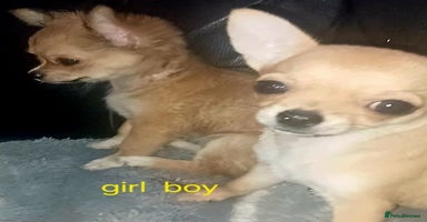 Chihuahua dogs - Advert 4