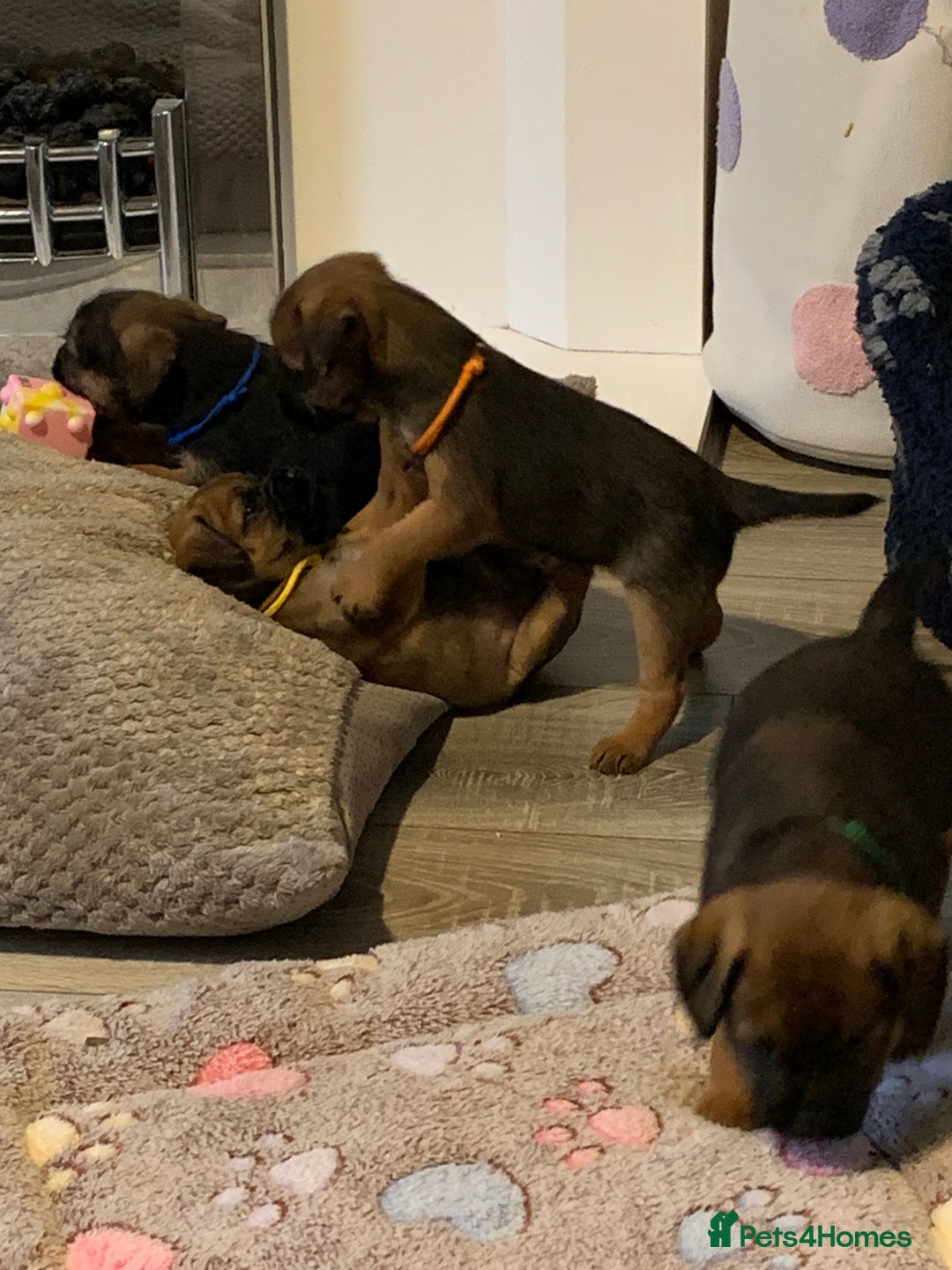 Border Terrier dogs for sale: Healthy Companions KC registered  - Advert 22