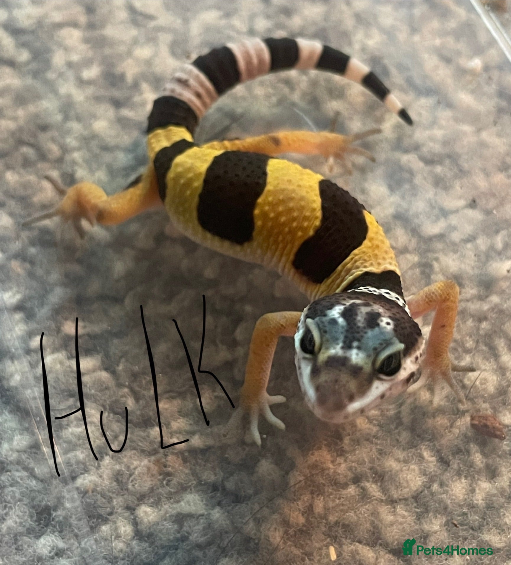 Leopard Gecko reptiles Hatchling Leopard Geckos - Advert 4