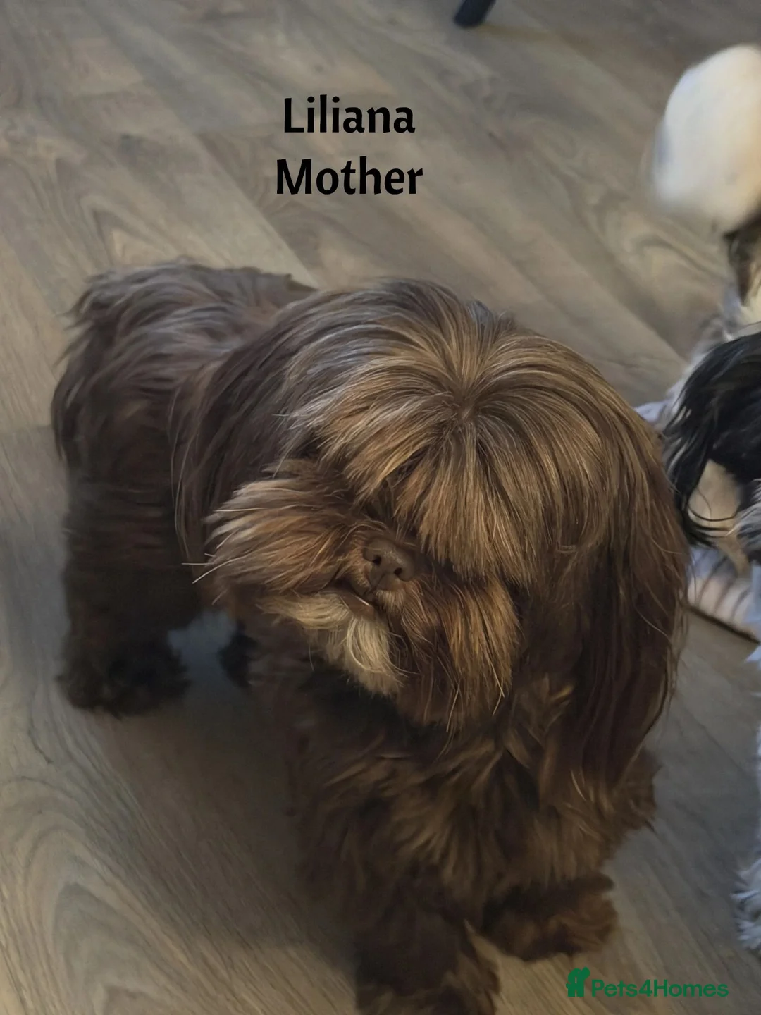 Yorkshire Terrier dogs for sale: Girls-Gorgeous Yorkshire Terrier-Ready 14 August - Advert 21