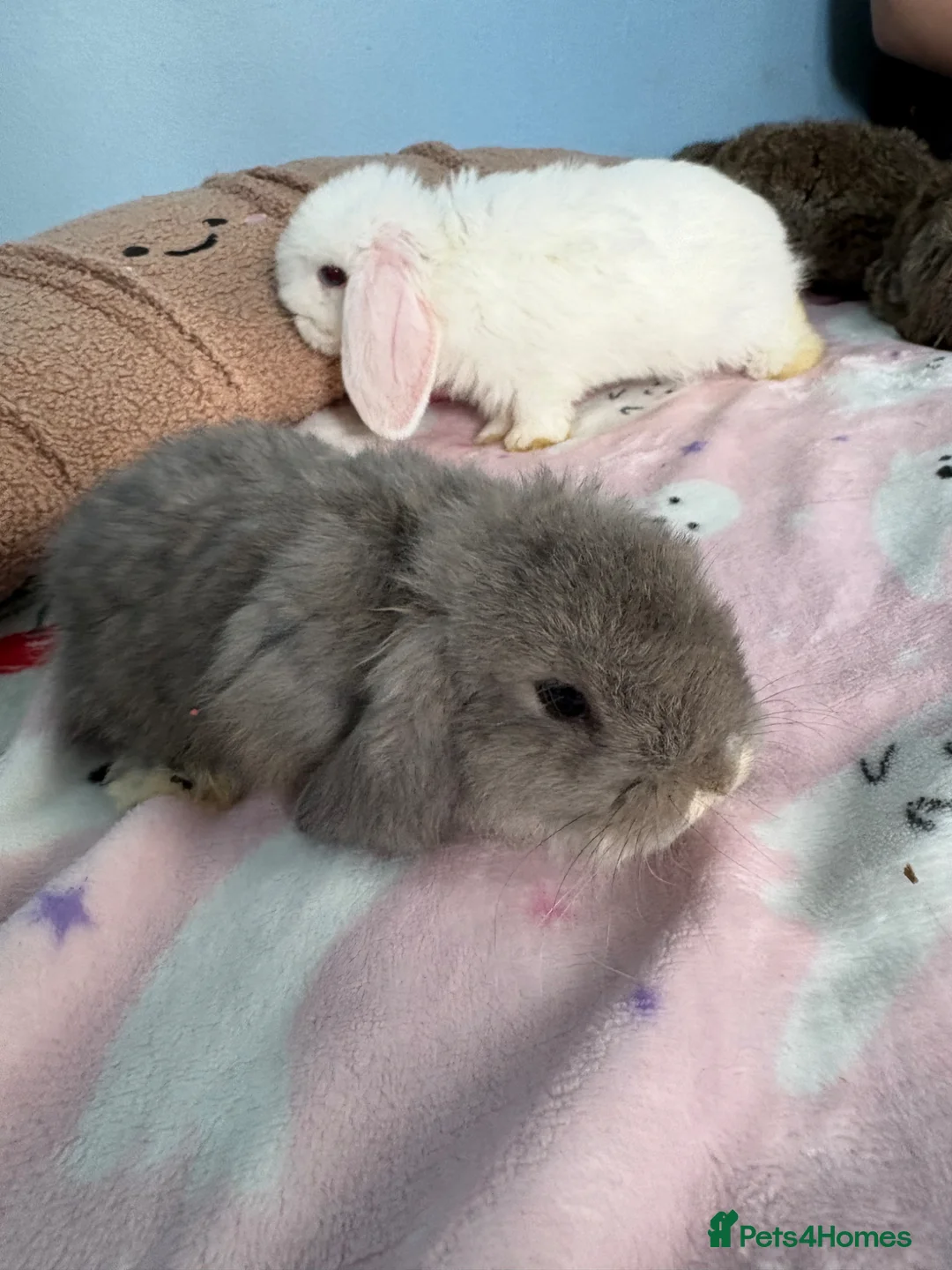 Mini Lop rabbits for sale: Beautiful mini lop babies  - Advert 6
