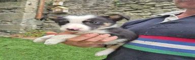 Border Collie 4