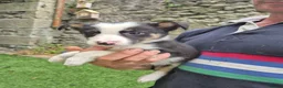 Border Collie dogs for sale: PURE-BRED BORDER COLLIE PUPS  - Advert 15
