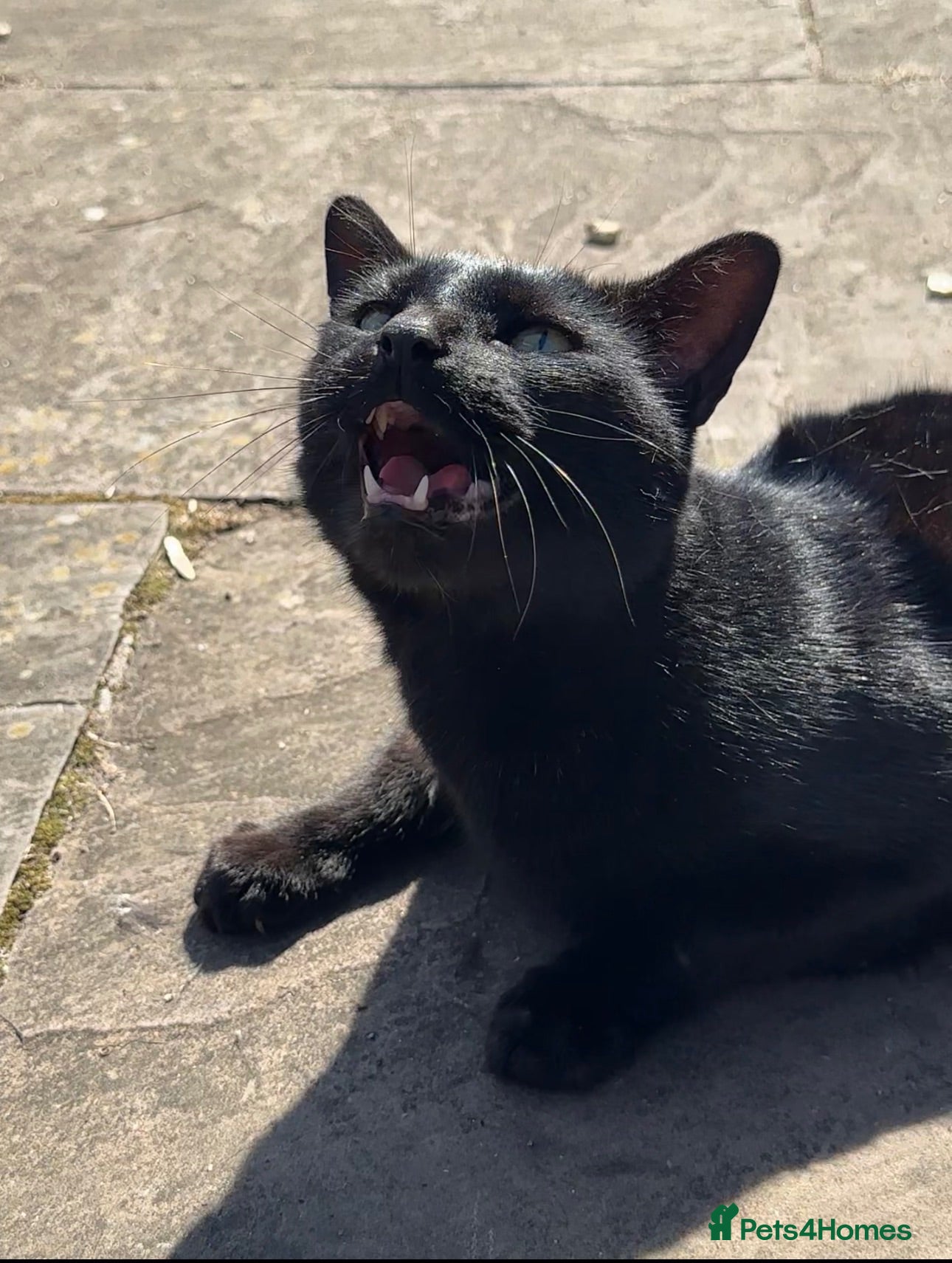 Mixed Breed cats ‼️(URGENT) Cute Cats!!! - Advert 6